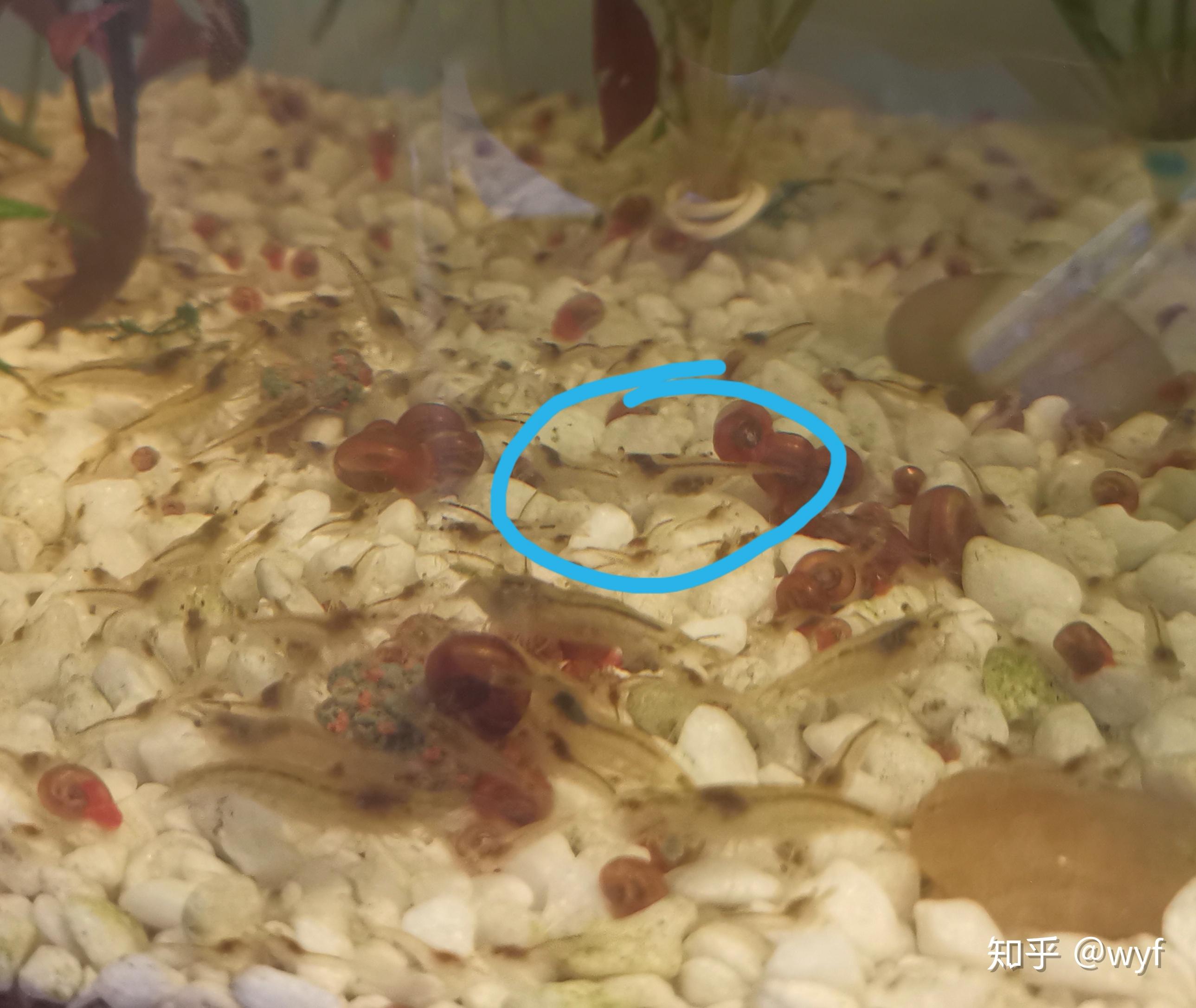 黑壳虾是怎么抱卵的