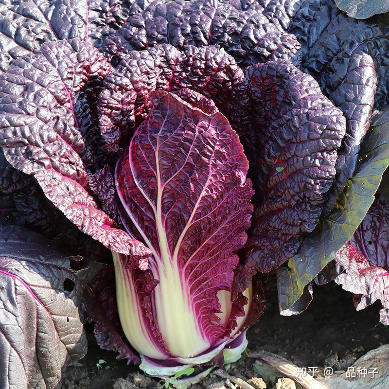 韩国紫裔紫白菜种子