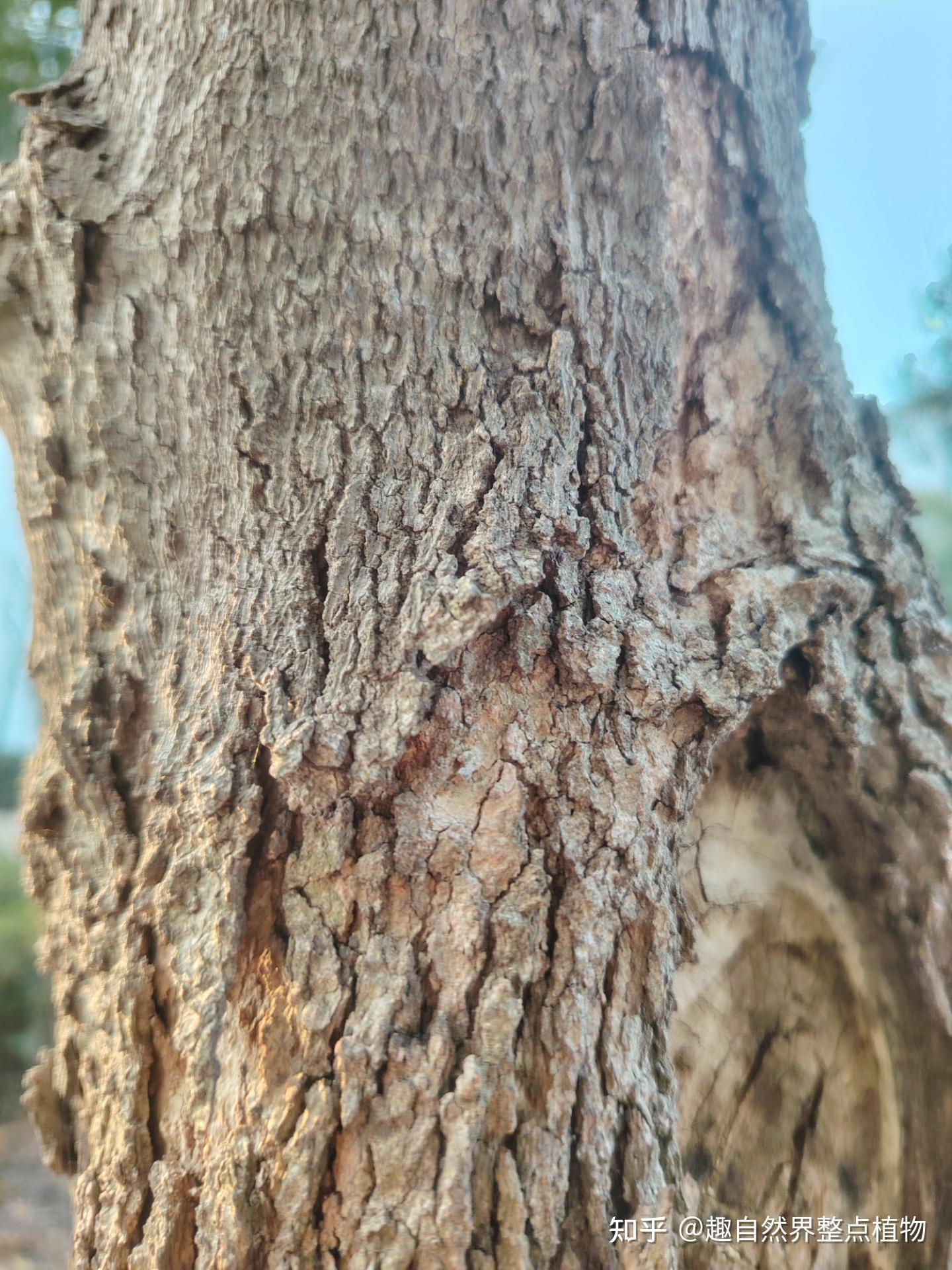 全缘叶栾树与无患子（树皮，树叶，果）形态的细节比对 - 知乎