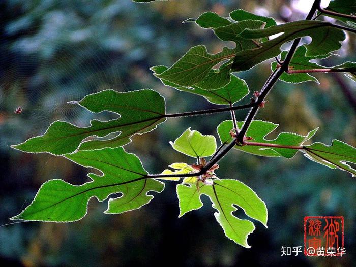 植物染料-------构树 - 知乎