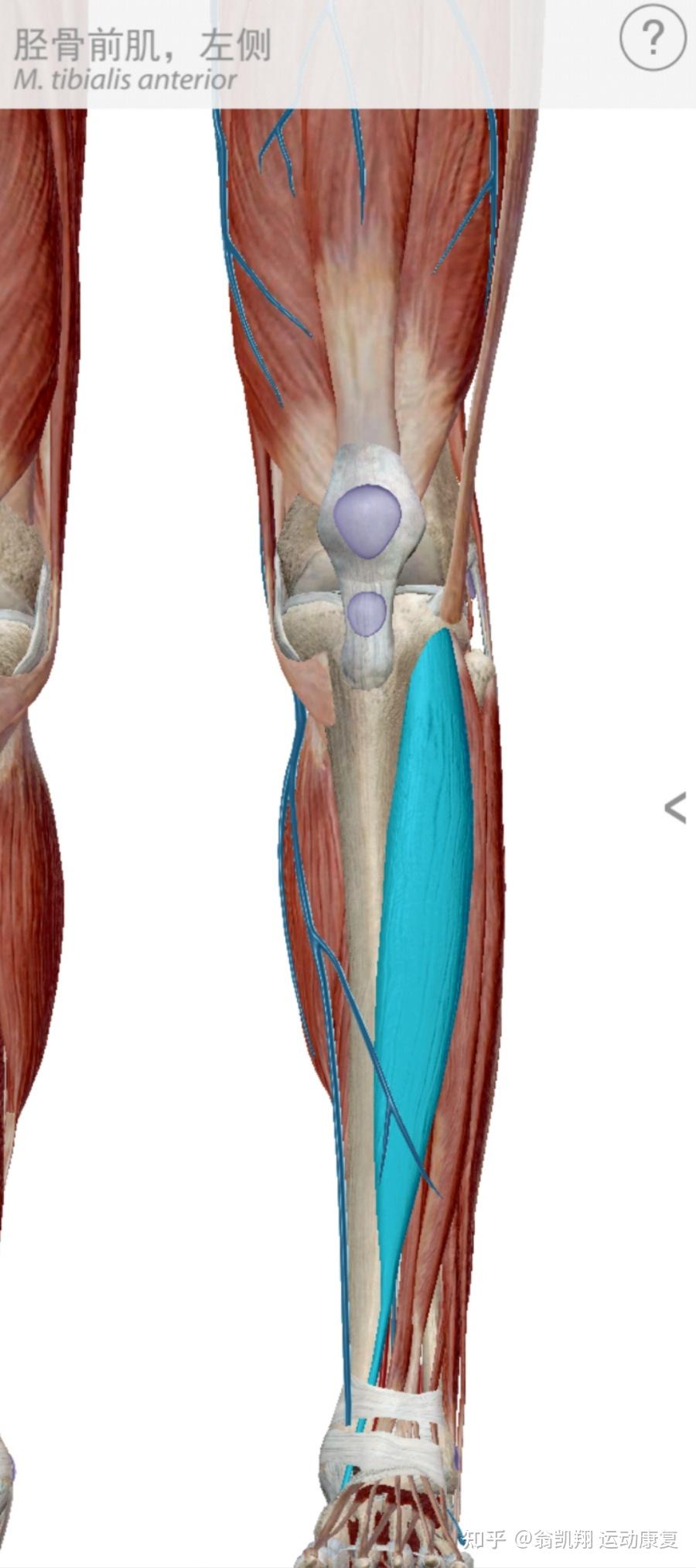 胫骨前肌肉解剖图图片