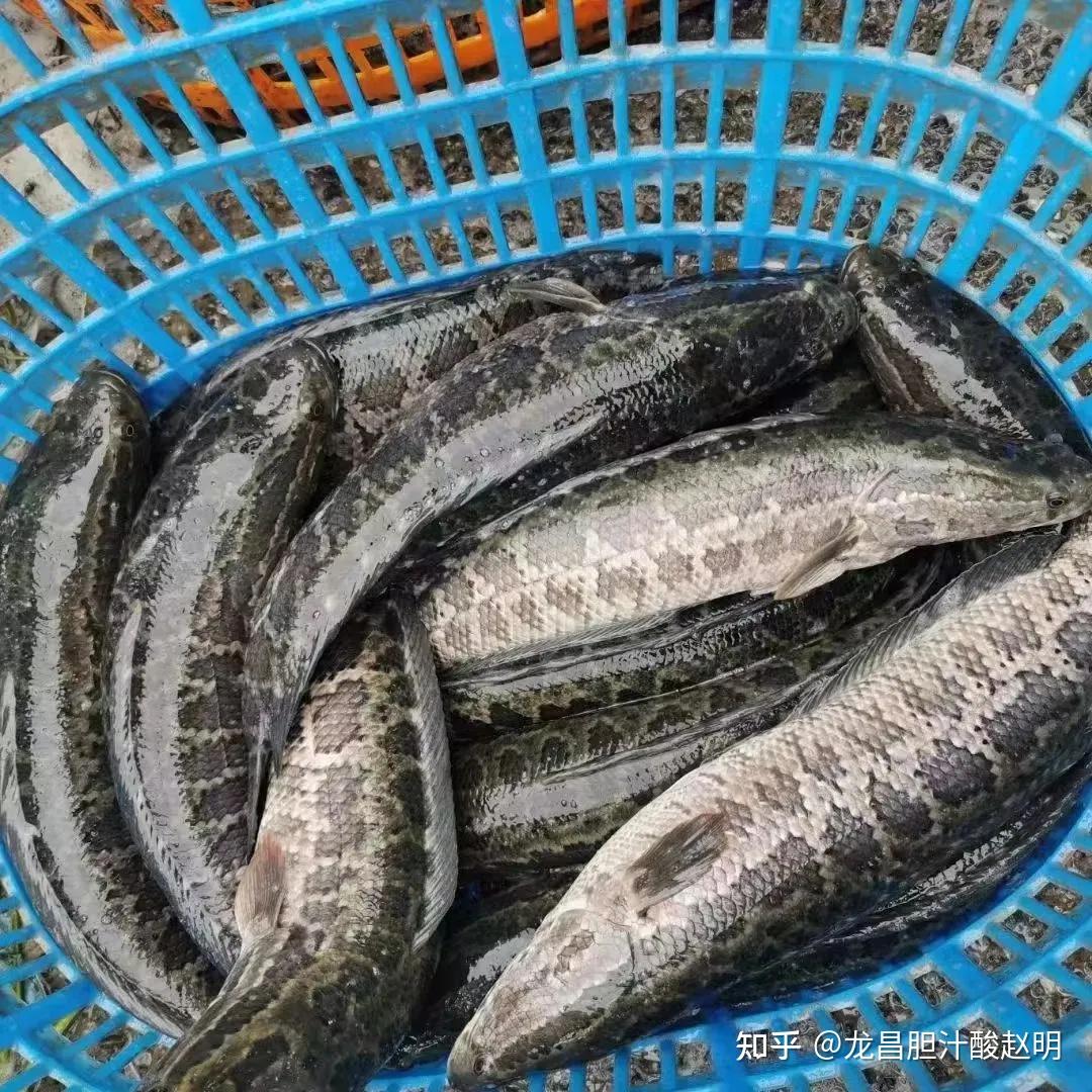 生鱼价格低迷,海大退出,饲料降价,2025年生鱼能否起飞? - 知乎