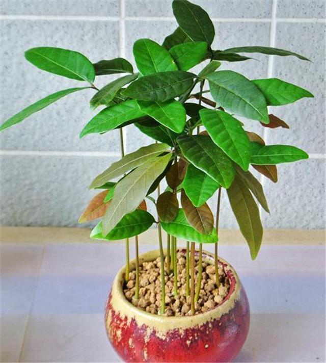 吃过的龙眼果核不要扔这样做一周后多彩的龙眼盆栽就有啦