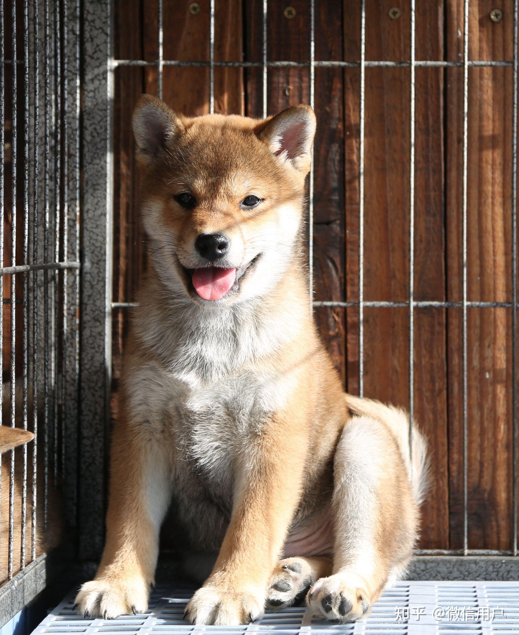 秋田和柴犬杂交是什么样的