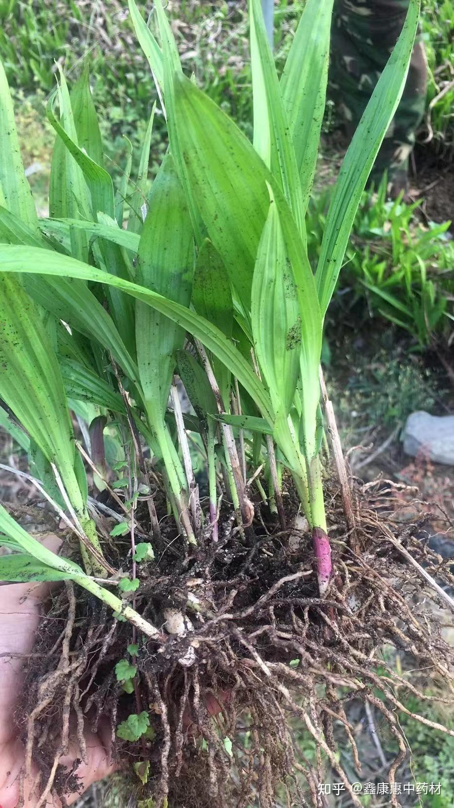 白芨种植，白芨种植技术，白芨种植基地 - 知乎