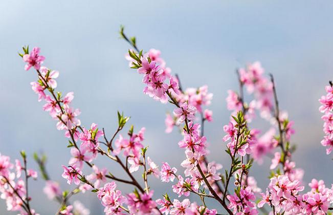 桃花煞有哪些种类 知乎 桃花煞有哪些种类 知乎