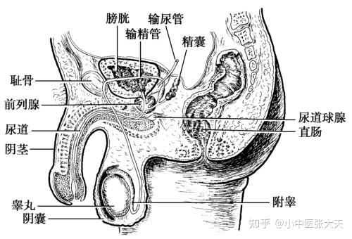 男性尿道构造图片