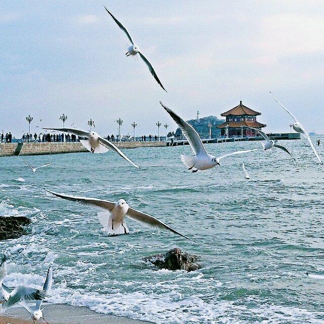 冬天的青島適合旅遊嗎南方人會不會冷死在那兒