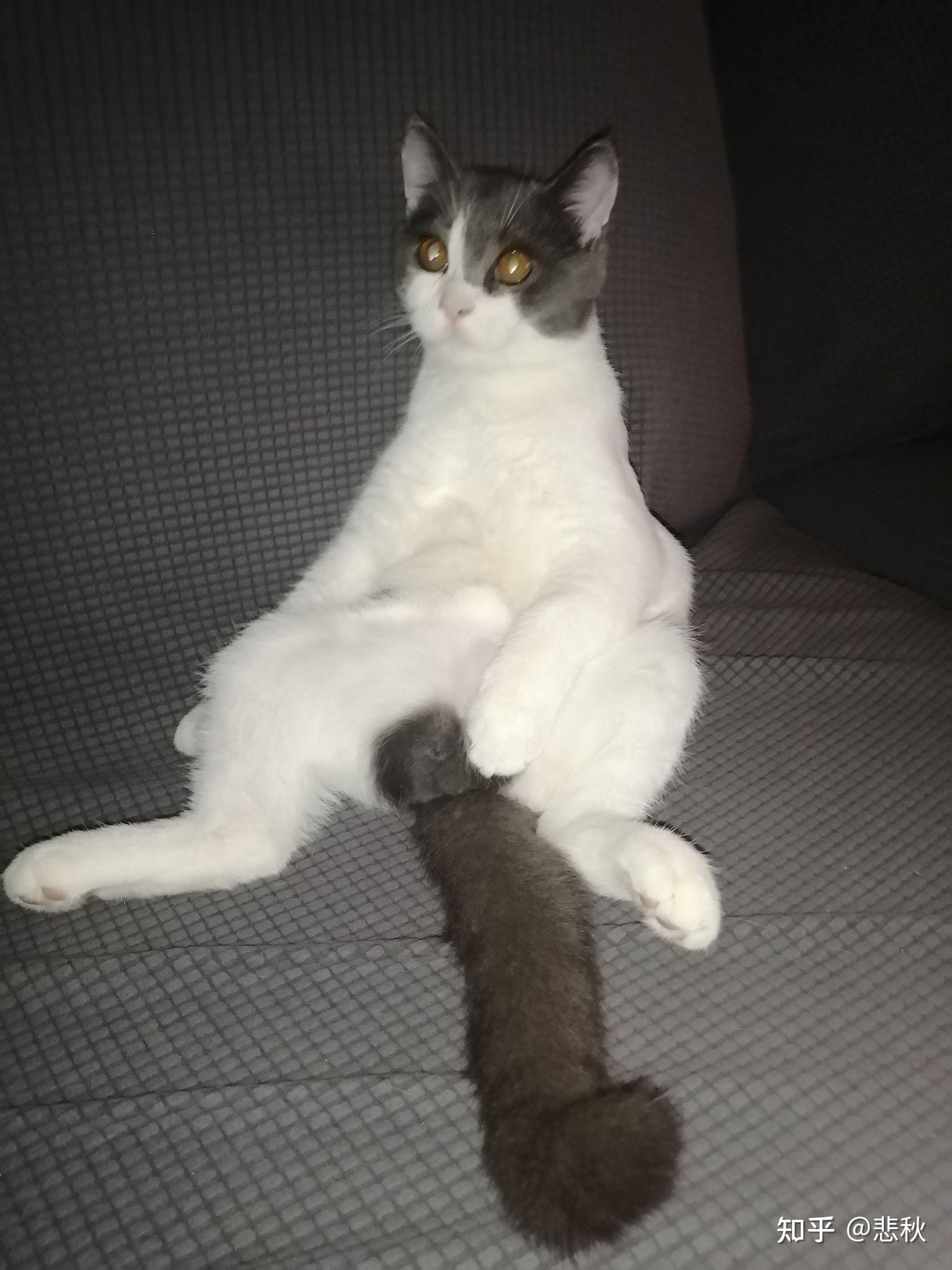 我家猫喜欢这么趴着这姿势算正常吗