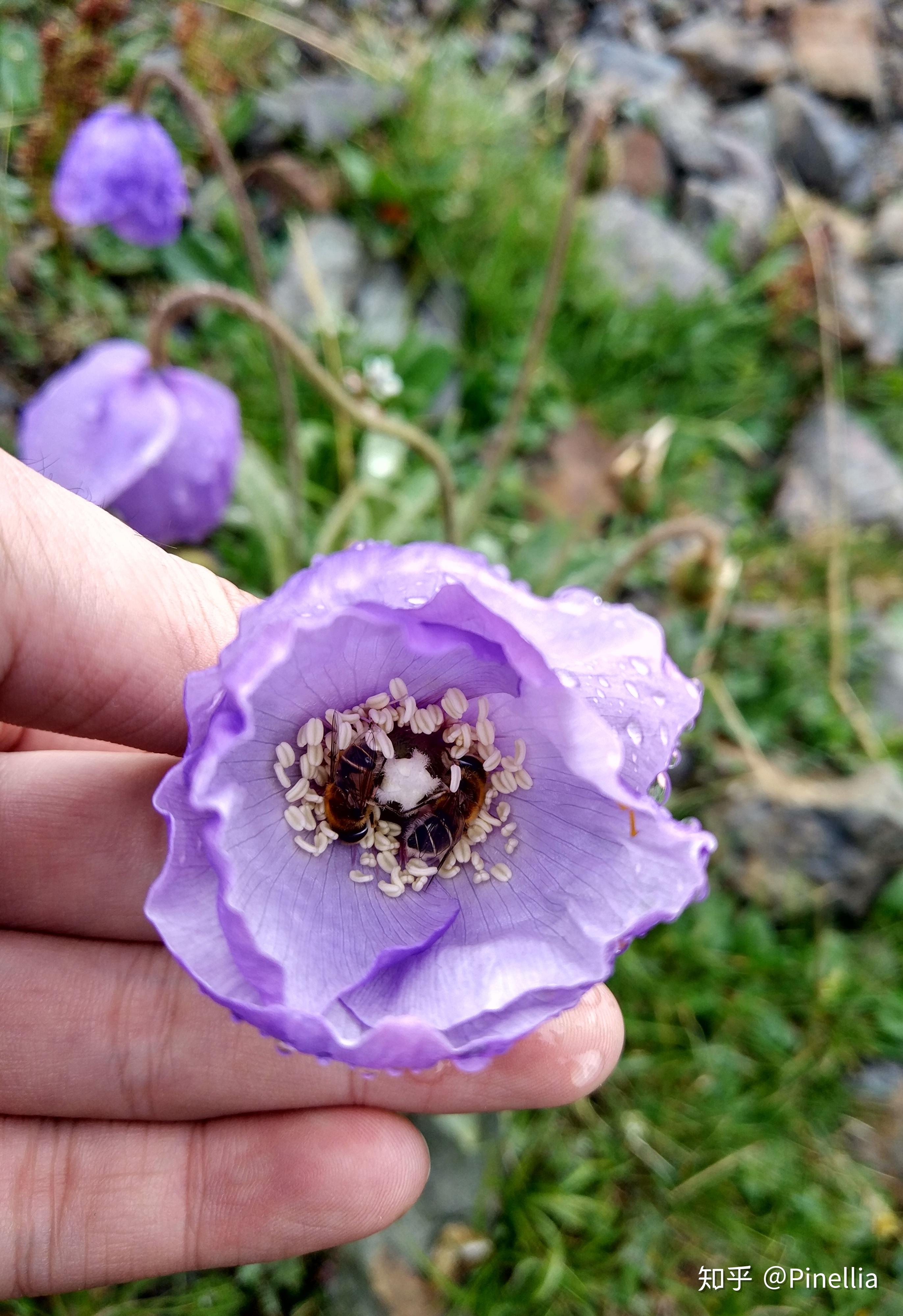 青藏秘境寻花之祁连篇下大冬树山垭口