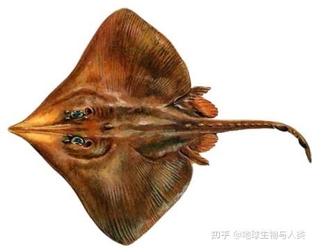 【鱼类全系列】鳐目—鳐科（下） - 知乎