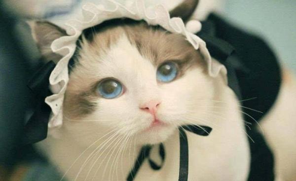 v2-7db1294ae408d9b6f9569fd2e00f9b14_1440w.jpg?source=172ae18b