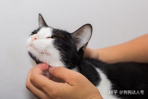 v2-7db3c6fa80fdf32b9c37b37e3ae3e7bc_r.jpg