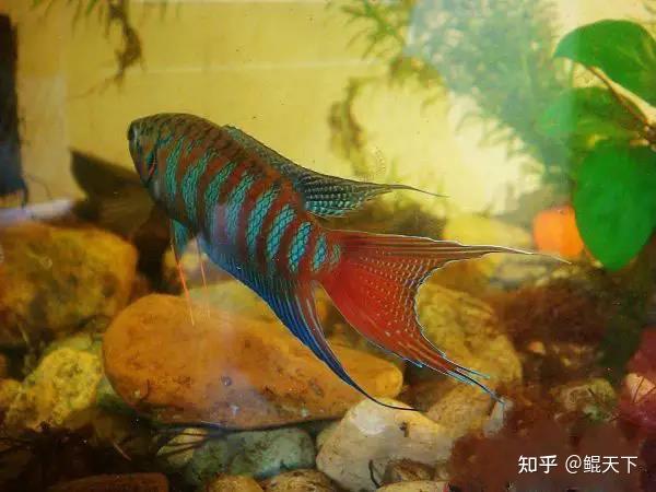 01.普通叉尾斗鱼