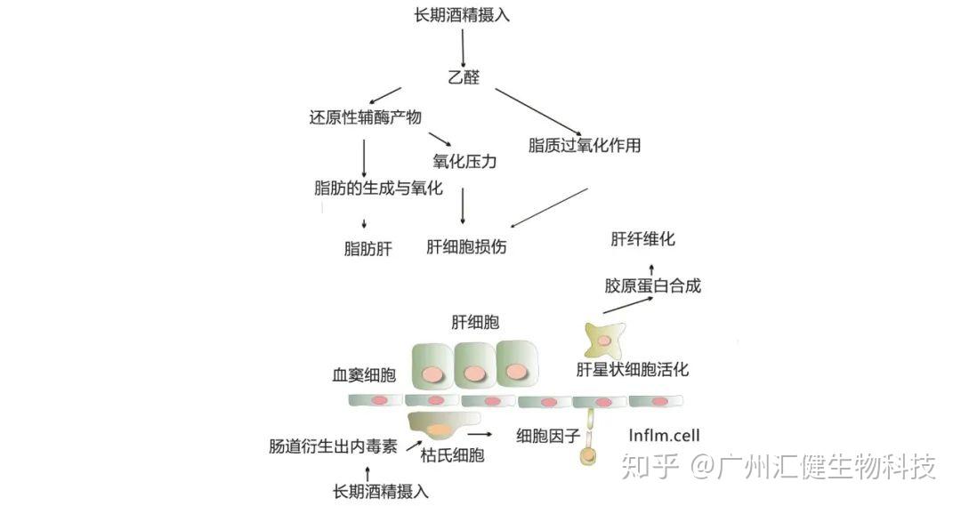 酒精代谢产物乙醛对肝脏的肝脏的作用酒精性肝损伤的发病机制分泌胆汁