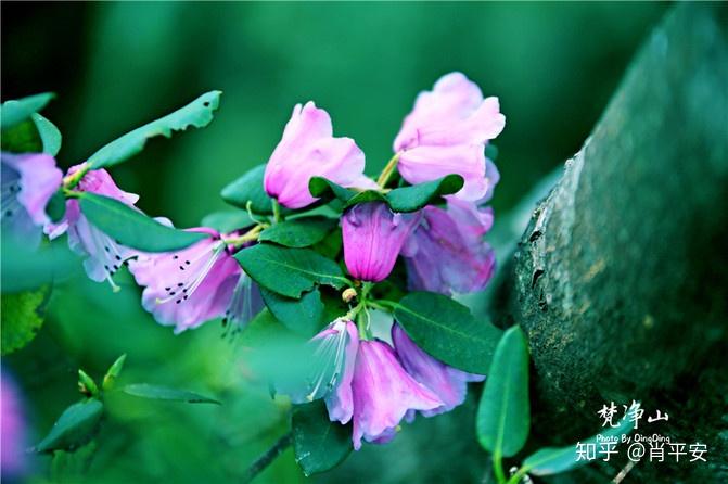梵净山升仙之山,超越时空的净地,世间难得的一方净土-仙气飘飘的梵净山叫什么