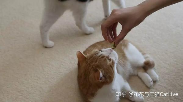 猫咪吃虫瘿果和吃猫薄荷 效果会有什么区别 知乎