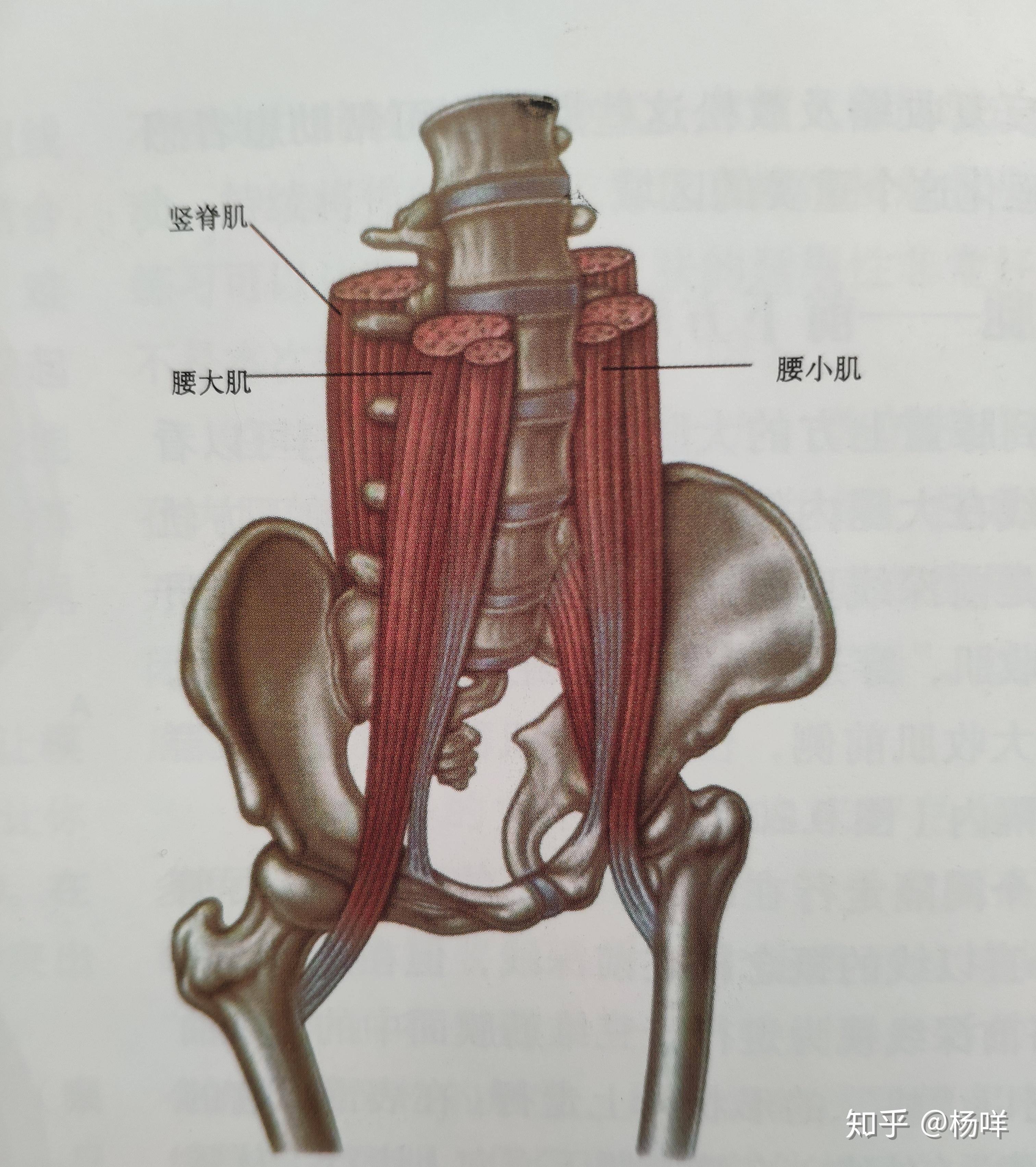 腰突的小伙伴们最痛苦的阶段怎么熬？ - 知乎