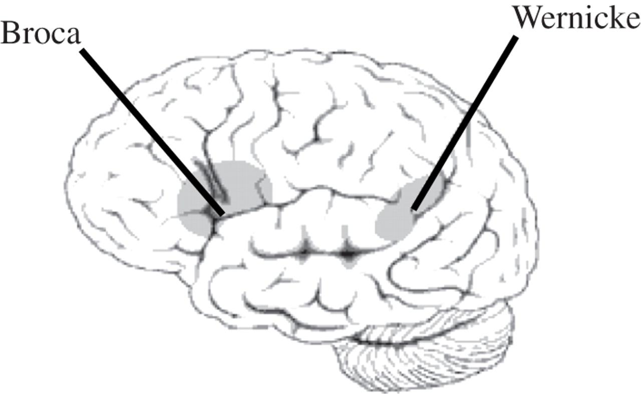 人类大脑中真得存在语言区吗?