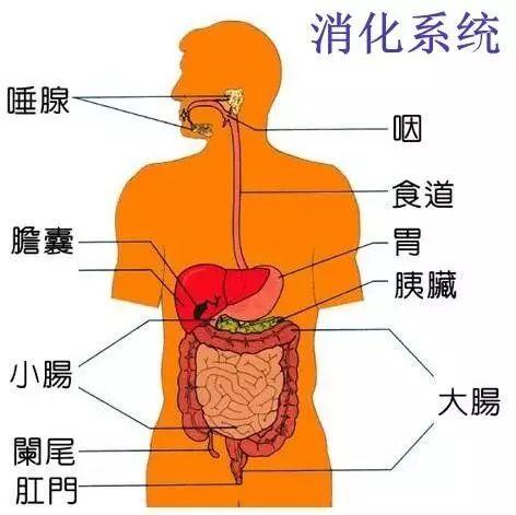 一餐吃了主食和水果蔬菜先消化什么