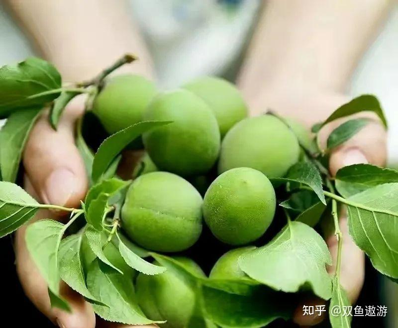 怎么评价梅子的营养价值？ - 知乎