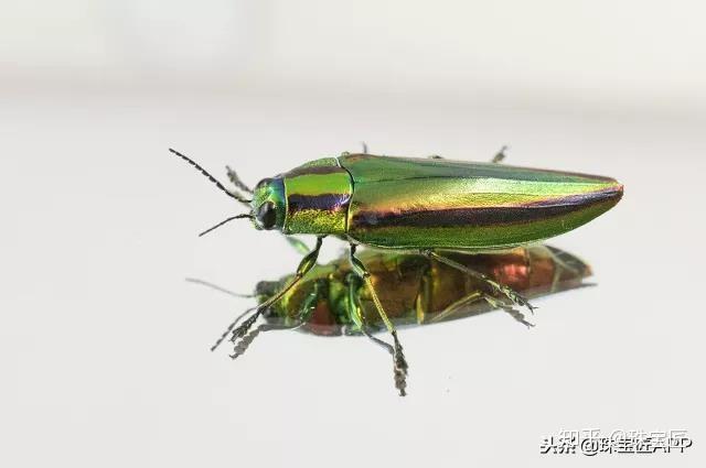 桃金吉丁,俗称彩虹吉丁虫(chrysochroa fulgidissima