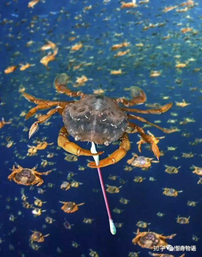 一组图告诉你"海洋塑料污染"有多可怕 看着都觉得疼