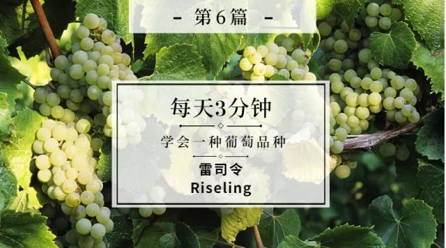 雷司令 | 每天3分钟,读懂一个葡萄品种 - 知乎