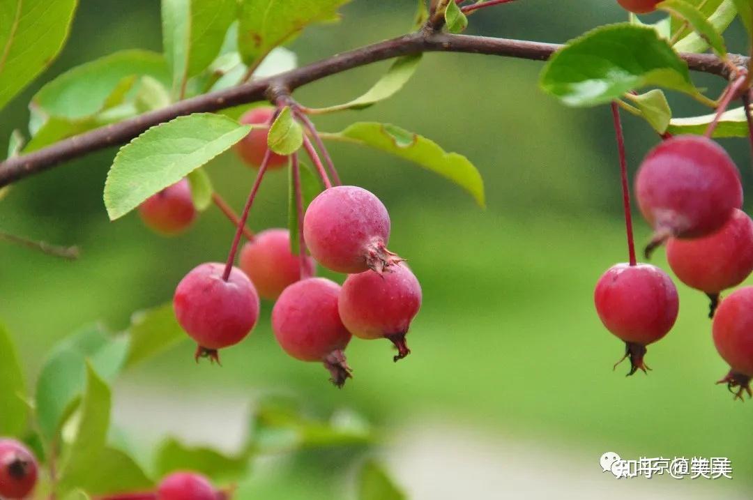 春華秋實,賞海棠紅果正當時 - 知乎