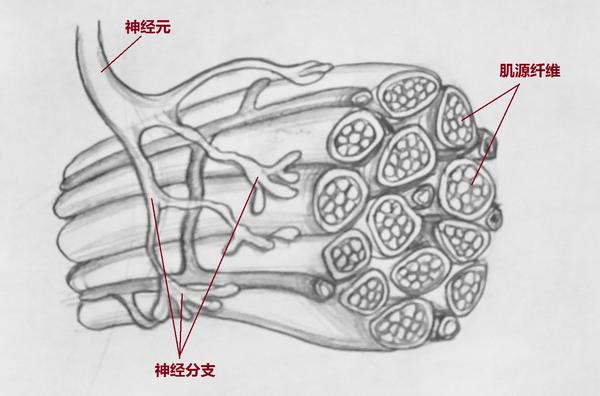 如下图所示,一束神经和它所控制的下辖的肌肉,就叫做一个运动单位