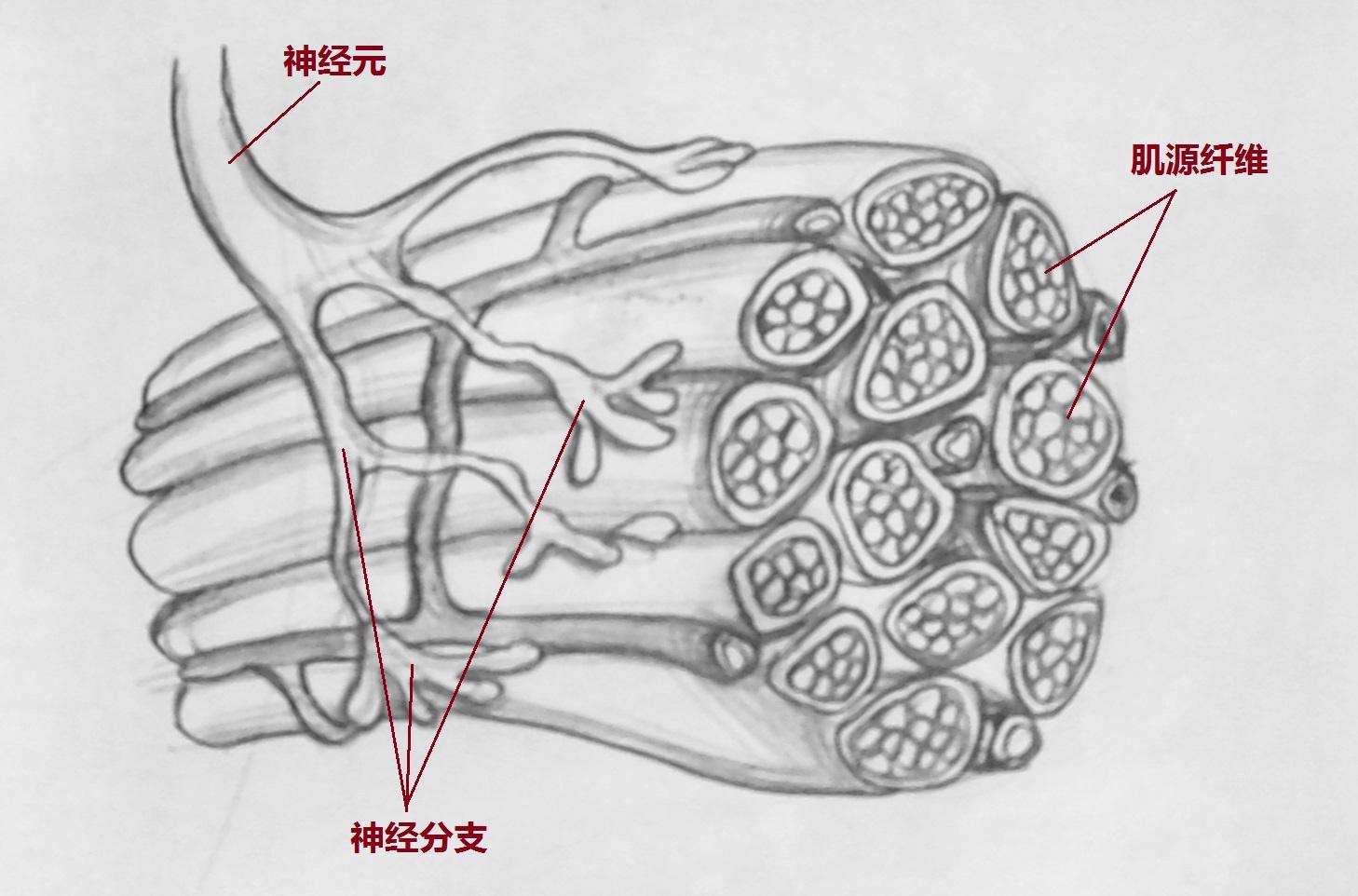 神经原纤维手绘图片