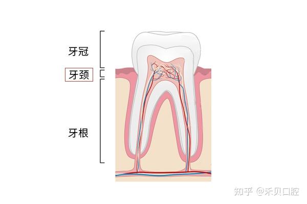 了解牙齿，看这一篇就够了！！ - 知乎