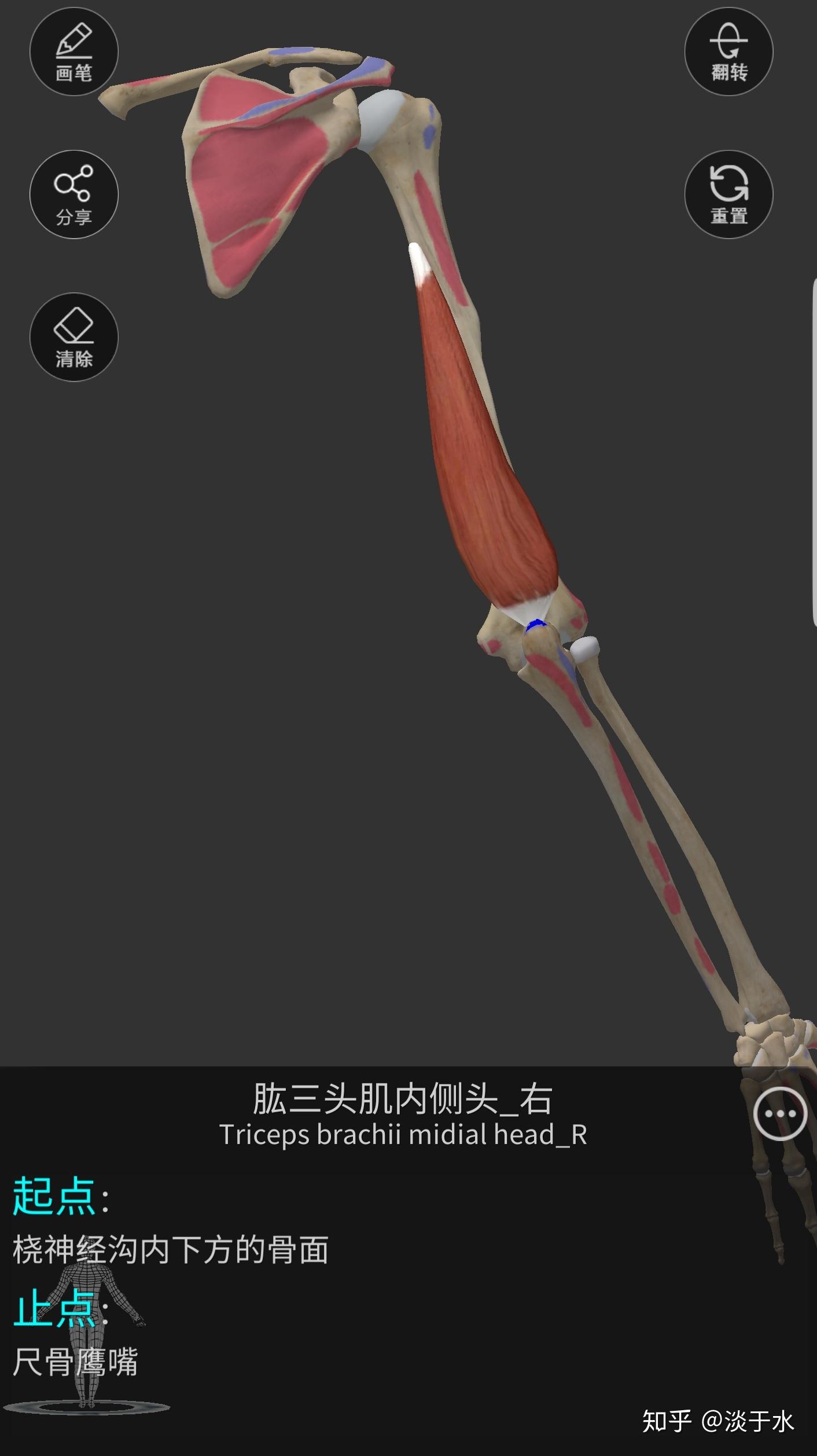力量与肌肉 丨 肱三头肌的动作解剖及其运动解析(白话,非专业术语) - 知乎