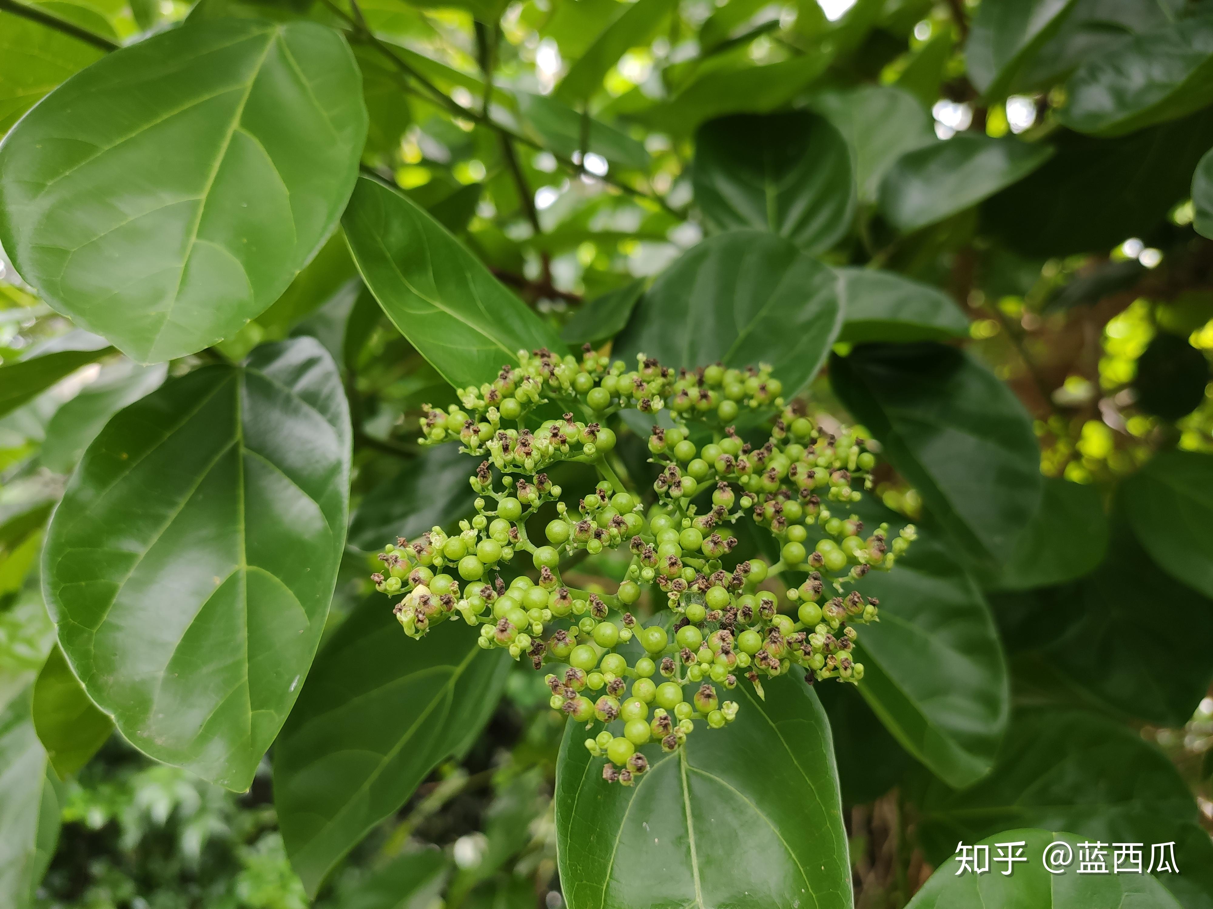半红树植物唇形科