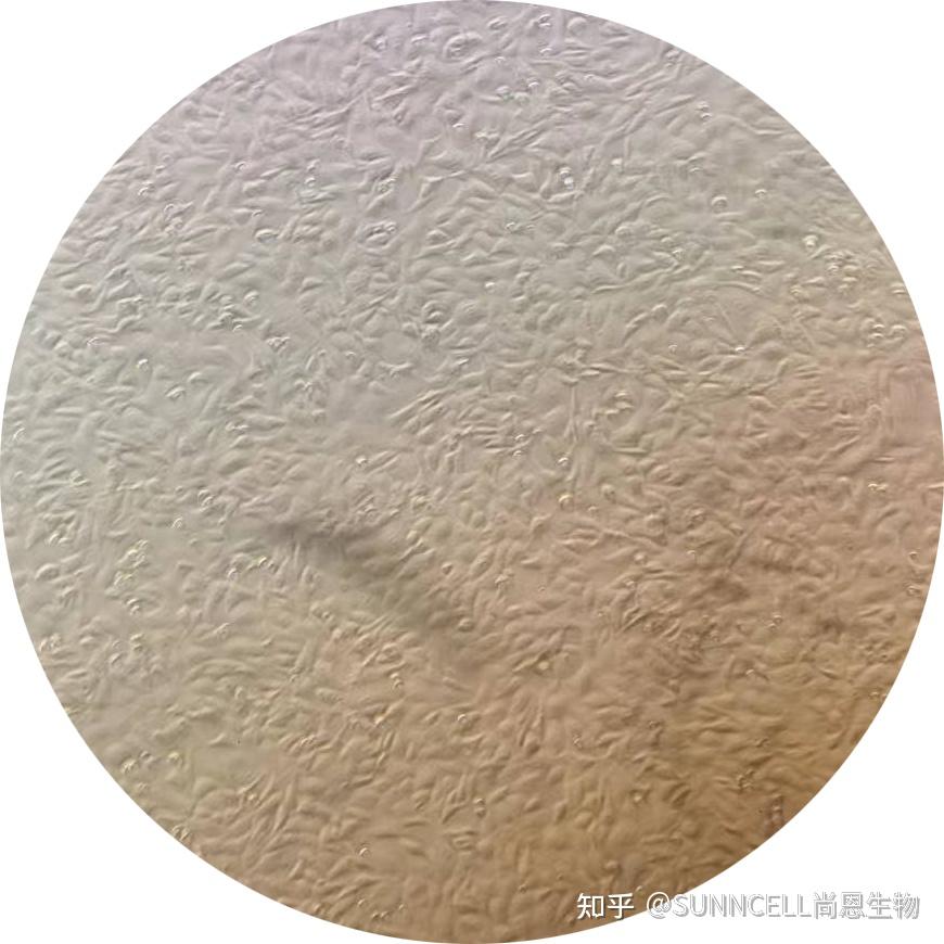 HT-22细胞传代后活力下降是为什么 - 知乎