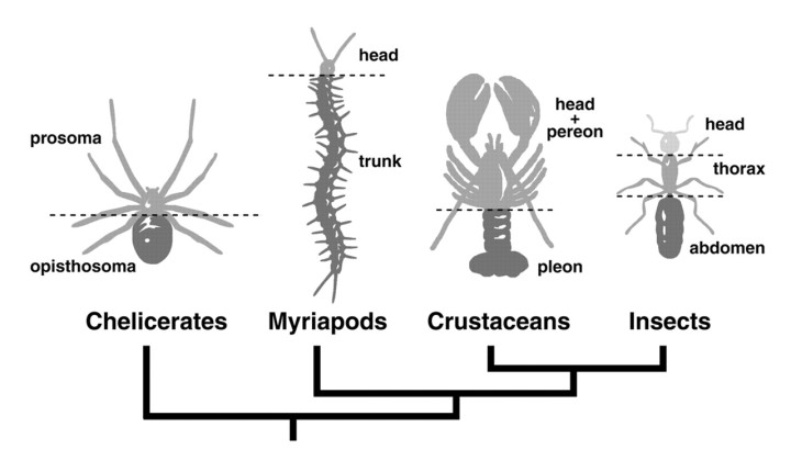从生物学角度分析:半人马是否可行? 6 v2 7dfdb2ed43744ee23665363298f208e3 720w
