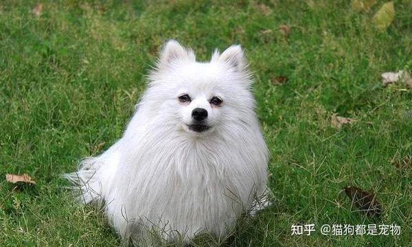 “博美犬”和“银狐犬”有什么区别?看完这6点你就明白了! - 知乎