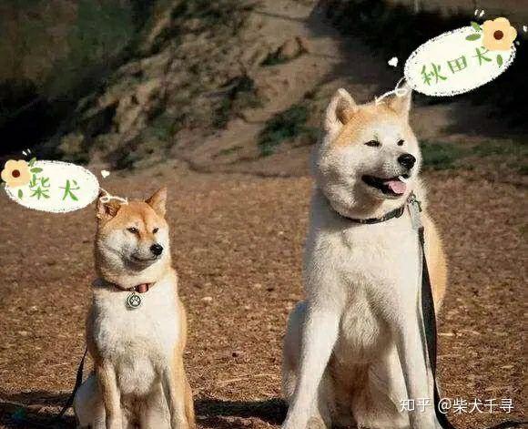 中华田园犬,秋田犬,柴犬有什么区别? - 知乎