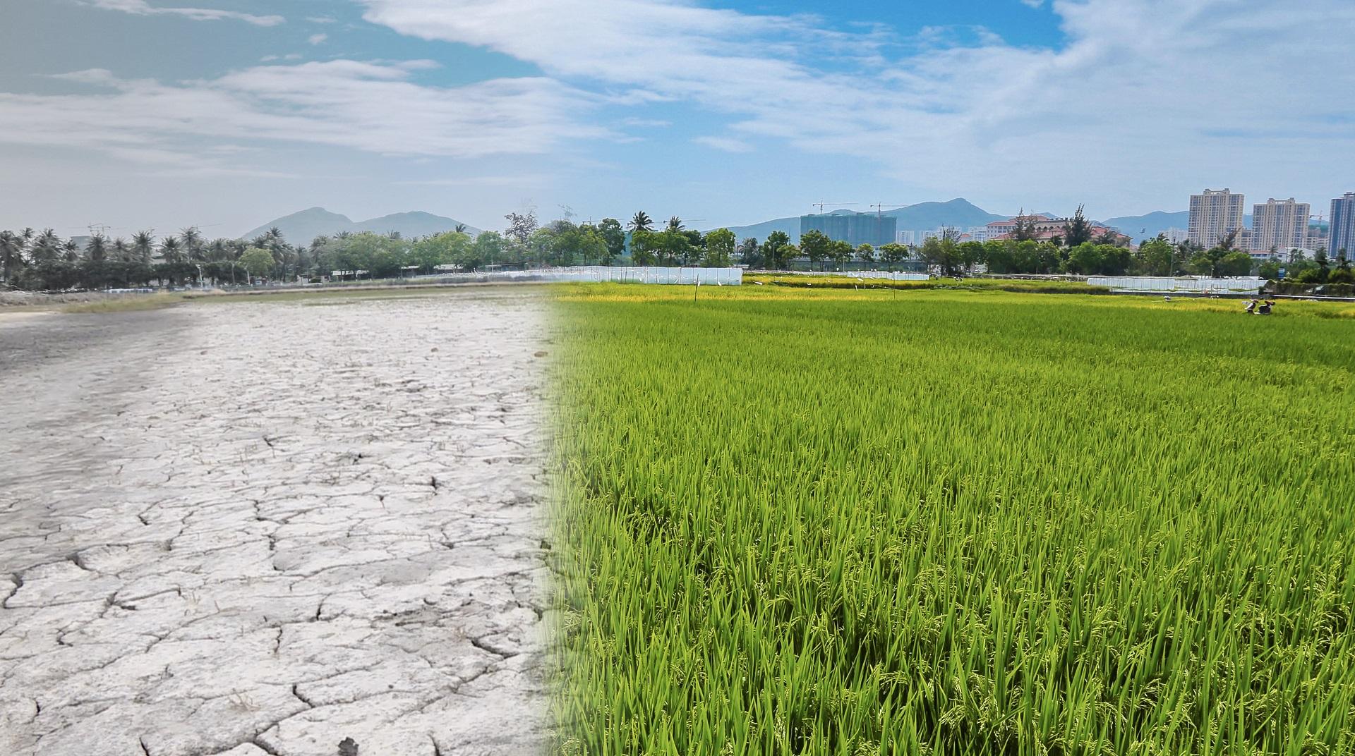 袁隆平点赞的种福田海水稻是如何在盐碱地上种出来的?
