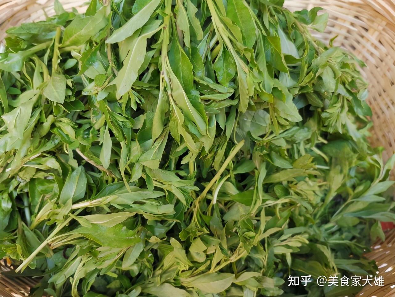 枸杞叶子,你们地方上吃吗?怎么吃? - 知乎