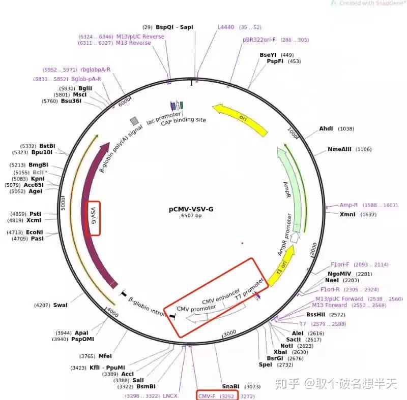 质粒提取的关键原理是什么_质粒提取图