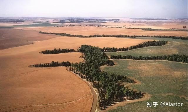 敦煌阳关林场被指遭剃头式砍伐原因是什么后续有什么可能的补救措施吗