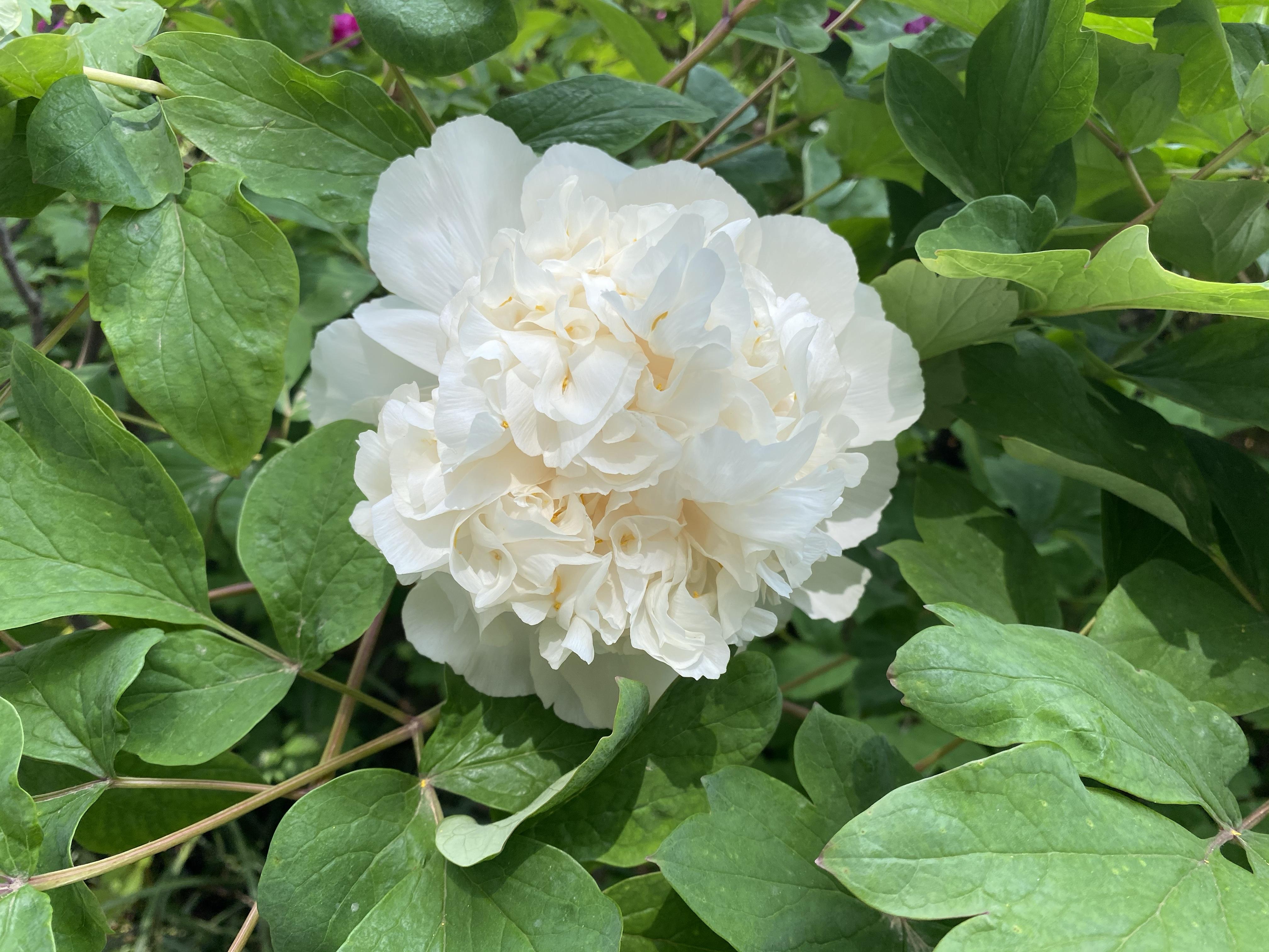 洛阳唯一一株银丝贯顶牡丹盛开园方安排全天看护如何评价这一做法