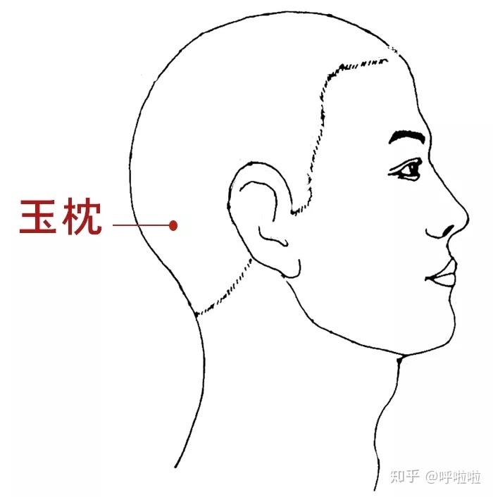 玉枕的准确位置图 zhuanlan.zhihu.com