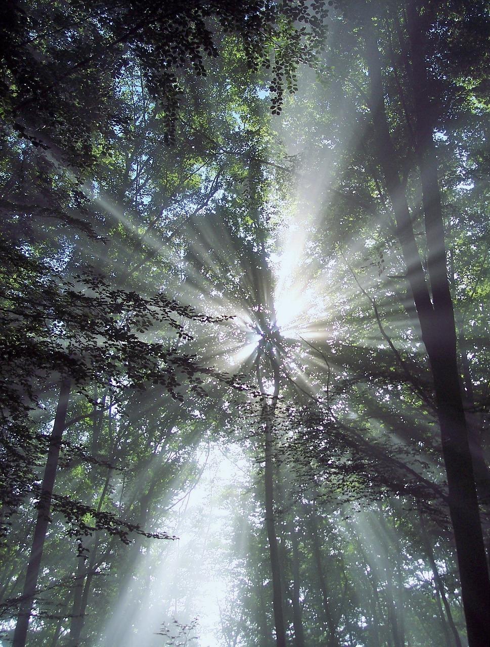 树木 采光 怎么办