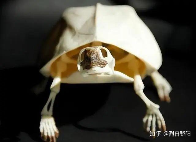 看到乌龟的骨骼，你就会明白，为何它是世界上最诡异的动物之一！ - 知乎