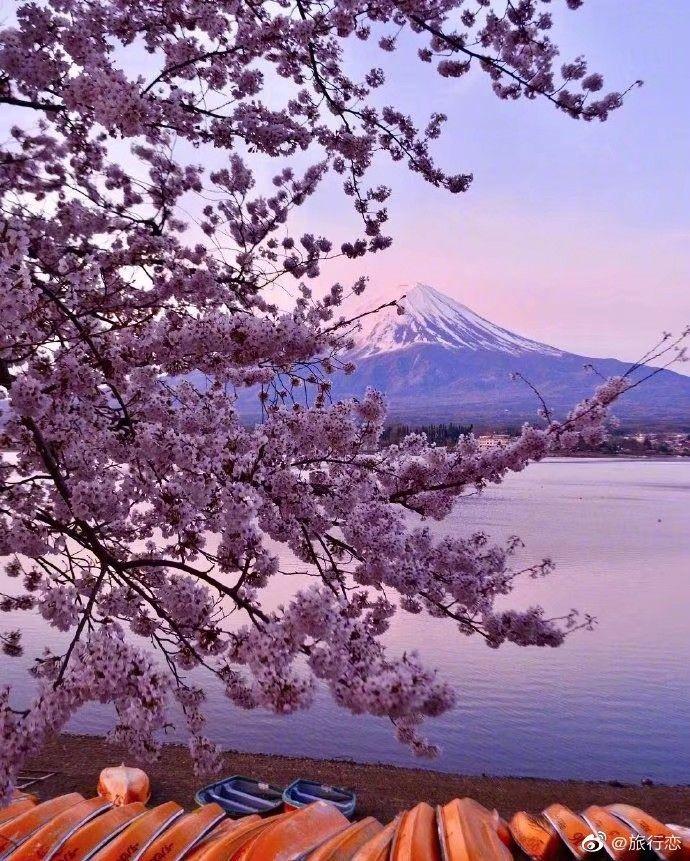 富士山下的櫻花