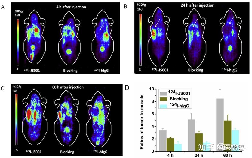 以124I-JS001为示踪剂的PET/MR显像在无创筛选肿瘤免疫治疗获益人群中的重要价值 - 知乎