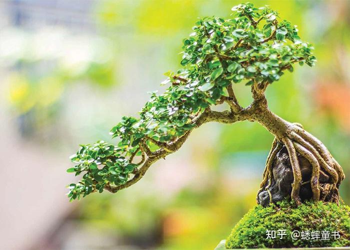 为什么种在花盆里的树长不大? - 知乎
