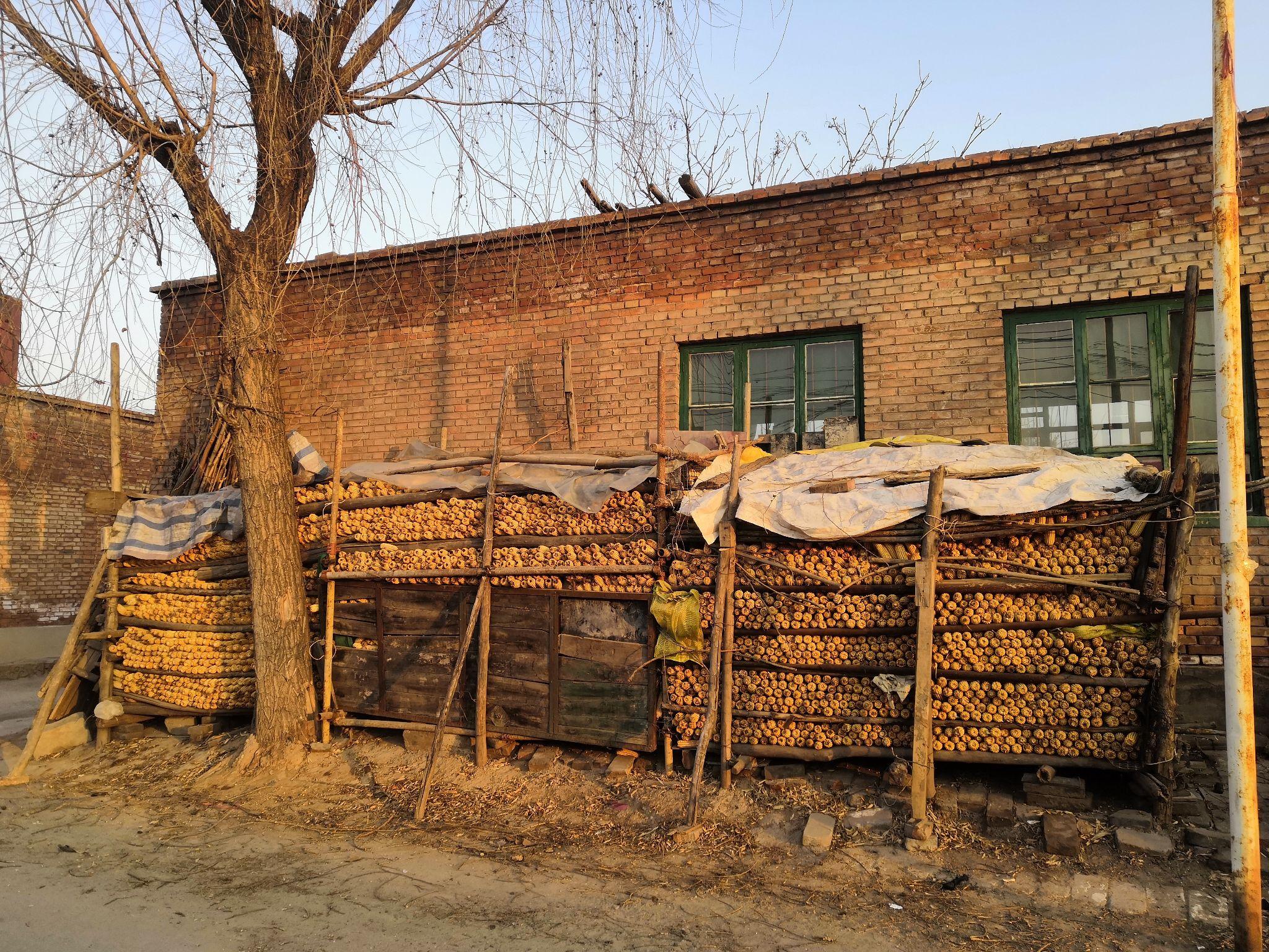 祁县农村玉米笼组图合集大全越失败越有趣